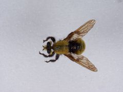 Laphria posticata by the Smithsonian. Used under a CC0 license.
