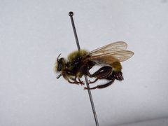 Laphria royalensis by the Smithsonian. Used under a CC0 license.