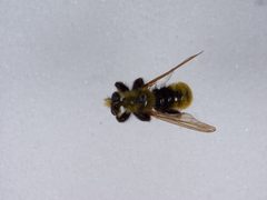 Laphria royalensis by the Smithsonian. Used under a CC0 license.
