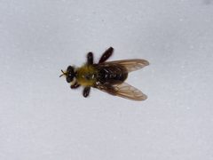 Laphria sackeni by the Smithsonian. Used under a CC0 license.