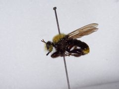 Laphria sackeni by the Smithsonian. Used under a CC0 license.