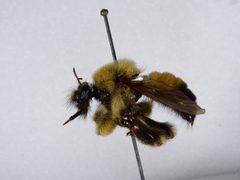 Laphria sacrator by the Smithsonian. Used under a CC0 license.