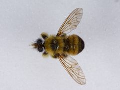 Laphria sacrator by the Smithsonian. Used under a CC0 license.