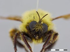 Laphria thoracica by the Smithsonian. Used under a CC0 license.