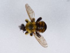 Laphria thoracica by the Smithsonian. Used under a CC0 license.