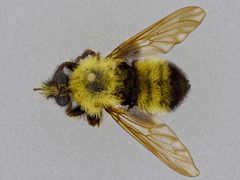 Laphria thoracica by the Smithsonian. Used under a CC0 license.