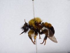 Laphria thoracica by the Smithsonian. Used under a CC0 license.