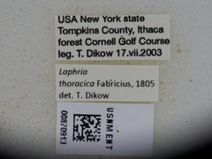 Laphria thoracica by the Smithsonian. Used under a CC0 license.