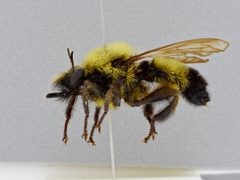 Laphria thoracica by the Smithsonian. Used under a CC0 license.