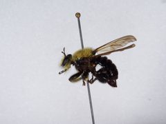 Laphria virginica by the Smithsonian. Used under a CC0 license.