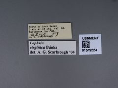 Laphria virginica by the Smithsonian. Used under a CC0 license.