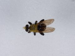 Laphria virginica by the Smithsonian. Used under a CC0 license.