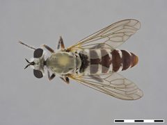 Laphystia limatula by the Smithsonian. Used under a CC0 license.
