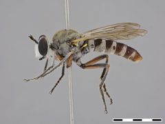 Laphystia limatula by the Smithsonian. Used under a CC0 license.