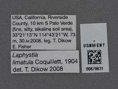 Laphystia limatula by the Smithsonian. Used under a CC0 license.