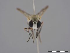 Laphystia limatula by the Smithsonian. Used under a CC0 license.