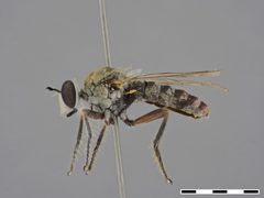 Laphystia tolandi by the Smithsonian. Used under a CC0 license.