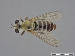 Laphystia tolandi by the Smithsonian. Used under a CC0 license.