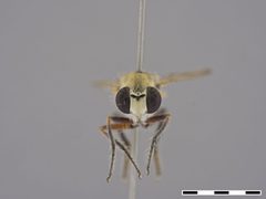 Laphystia tolandi by the Smithsonian. Used under a CC0 license.