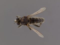 Lasiopogon actius by the Smithsonian. Used under a CC0 license.