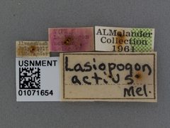 Lasiopogon actius by the Smithsonian. Used under a CC0 license.