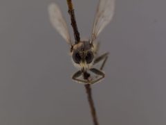 Lasiopogon actius by the Smithsonian. Used under a CC0 license.