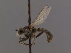 Lasiopogon actius by the Smithsonian. Used under a CC0 license.