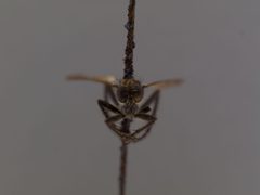 Lasiopogon aldrichii by the Smithsonian. Used under a CC0 license.