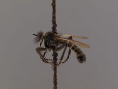 Lasiopogon aldrichii by the Smithsonian. Used under a CC0 license.