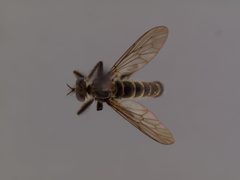Lasiopogon aldrichii by the Smithsonian. Used under a CC0 license.