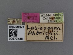 Lasiopogon aldrichii by the Smithsonian. Used under a CC0 license.