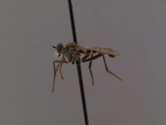 Lasiopogon delicatulus by the Smithsonian. Used under a CC0 license.