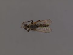 Lasiopogon delicatulus by the Smithsonian. Used under a CC0 license.