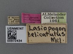 Lasiopogon delicatulus by the Smithsonian. Used under a CC0 license.