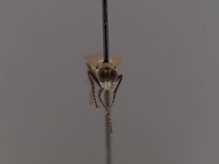 Lasiopogon delicatulus by the Smithsonian. Used under a CC0 license.