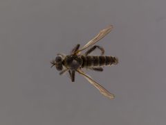 Lasiopogon monticola by the Smithsonian. Used under a CC0 license.