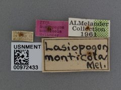 Lasiopogon monticola by the Smithsonian. Used under a CC0 license.
