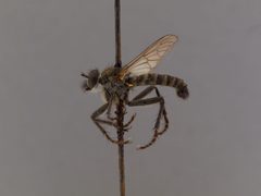 Lasiopogon monticola by the Smithsonian. Used under a CC0 license.