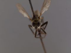 Lasiopogon monticola by the Smithsonian. Used under a CC0 license.