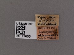 Lasiopogon oklahomensis by the Smithsonian. Used under a CC0 license.