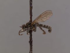Lasiopogon oklahomensis by the Smithsonian. Used under a CC0 license.