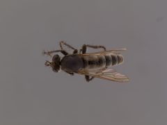 Lasiopogon oklahomensis by the Smithsonian. Used under a CC0 license.