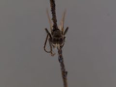 Lasiopogon oklahomensis by the Smithsonian. Used under a CC0 license.