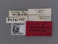 Lasiopogon polensis by the Smithsonian. Used under a CC0 license.