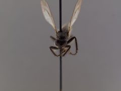 Lasiopogon polensis by the Smithsonian. Used under a CC0 license.