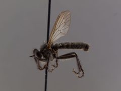Lasiopogon polensis by the Smithsonian. Used under a CC0 license.