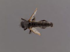 Lasiopogon polensis by the Smithsonian. Used under a CC0 license.
