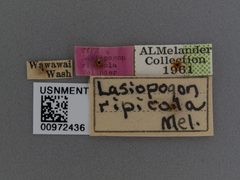 Lasiopogon ripicola by the Smithsonian. Used under a CC0 license.