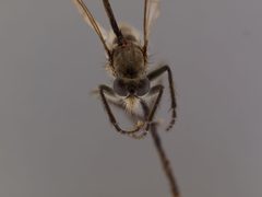 Lasiopogon ripicola by the Smithsonian. Used under a CC0 license.