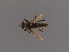Lasiopogon ripicola by the Smithsonian. Used under a CC0 license.